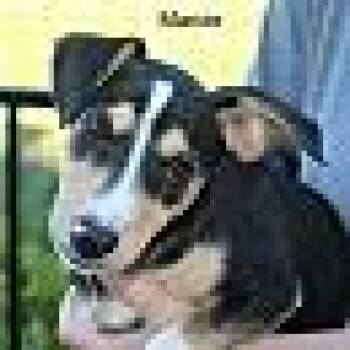 Marcie -  Terrier Dog for Adoption in Stuarts Draft, Virginia - Marcie | PetCurious