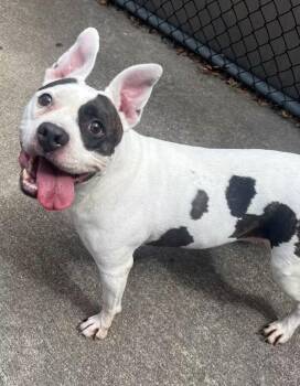 Zaydee -  Pit Bull Terrier Dog for Adoption in Chicago, Illinois - Zaydee | PetCurious