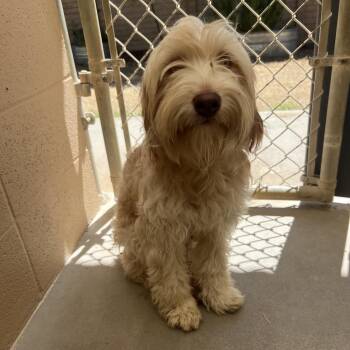 William -  Miniature Poodle and Terrier Dog for Adoption in Ojai, California - William | PetCurious