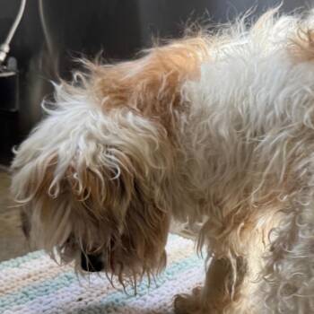 YORK-Stray-16805 -  Shih Tzu Dog for Adoption in York, Pennsylvania - YORK-Stray-16805 | PetCurious
