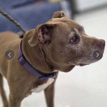 Paris -  Mixed Breed Dog for Adoption in Huntsville, Alabama - Paris | PetCurious