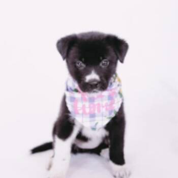 Collie and Shepherd Dogs Available for Adoption - Capri Sun D10921 *Arriving 5/1* | PetCurious