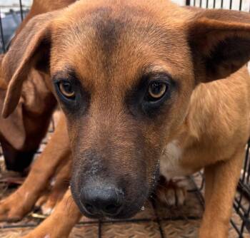 Black Mouth Cur Dogs Available for Adoption in Elizabethton, Tennessee - SAGE | PetCurious