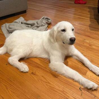 Sirius -  Great Pyrenees and Golden Retriever Dog for Adoption in Raleigh, North Carolina - Sirius | PetCurious