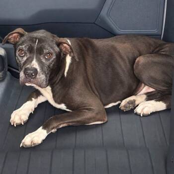 TNGC-Stray-1390 -  Mixed Breed Dog for Adoption in Pulaski, Tennessee - TNGC-Stray-1390 | PetCurious