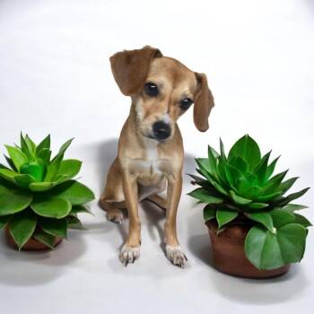 Rescue Chiweenie Dogs for Adoption in Dallas, Georgia - Daisy | PetCurious