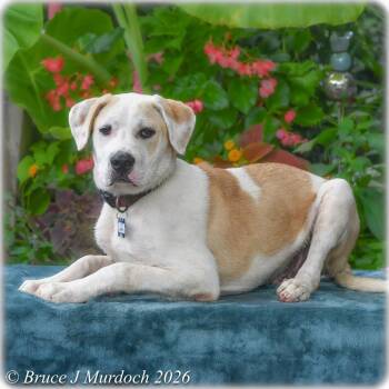 Burdy -  Pit Bull Terrier Dog for Adoption in Wake Forest, North Carolina - Burdy | PetCurious