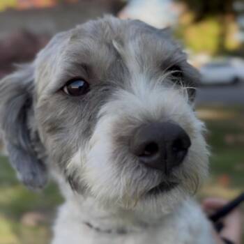 Neil -  Lhasa Apso and Mixed Breed Dog for Adoption in Newberg, Oregon - Neil | PetCurious