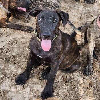 Rescue German Shepherd Dog and Pit Bull Terrier Dogs for Adoption in Austin, Texas - Gruene LiW | PetCurious