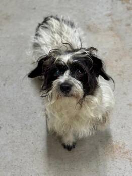 Shih Tzu and Wirehaired Terrier Dogs Available for Adoption - Pixie | PetCurious