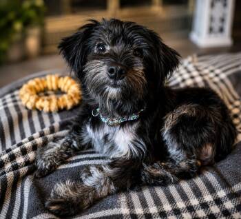 Benjamin Button -  Miniature Poodle and Miniature Schnauzer Dog for Adoption in Shinnston, West Virginia - Benjamin Button | PetCurious
