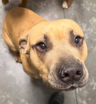 Pit Bull Terrier Dogs Available for Adoption - Fred | PetCurious