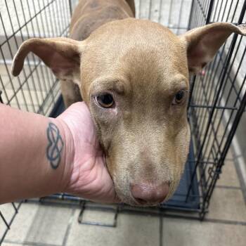 Johnna -  Pit Bull Terrier Dog for Adoption in Birmingham, Alabama - Johnna | PetCurious