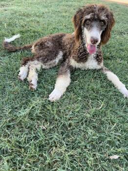 Maple -  Poodle Dog for Adoption in Chickasha, Oklahoma - Maple | PetCurious