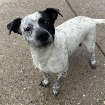 Mixed Breed Dogs Available for Adoption - Elektra | PetCurious