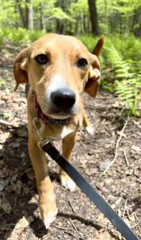 Beagle and Jack Russell Terrier Dogs Available for Adoption in Millerstown, Pennsylvania - ZEP | PetCurious