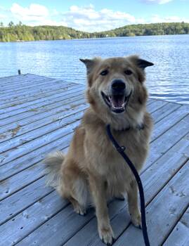 Rescue Retriever Dogs for Adoption in Rigaud, Quebec - Abaco | PetCurious