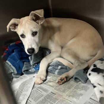 Casey -  Labrador Retriever Dog for Adoption in Parma, Ohio - Casey | PetCurious