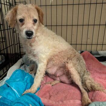 Poodle and Terrier Dogs Available for Adoption - Creme Brulee | PetCurious