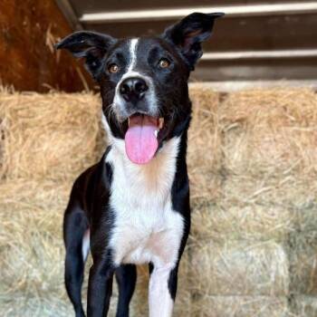 Mixed Breed Dogs Available for Adoption - Larry | PetCurious