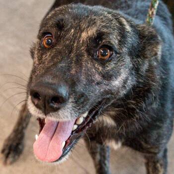 Bella -  Mixed Breed Dog for Adoption in Kennebunk, Maine - Bella | PetCurious