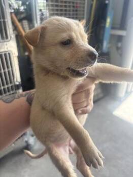 Ember -  Mixed Breed Dog for Adoption in Fort Worth, Texas - Ember | PetCurious