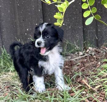 Jett -  Maltipoo Dog for Adoption in Plano, Texas - Jett | PetCurious