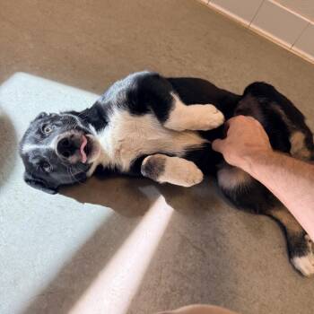 Uva -  Border Collie and Mixed Breed Dog for Adoption in Rifle, Colorado - Uva | PetCurious
