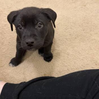 Heartsong -  Mixed Breed Dog for Adoption in Fredericksburg, Virginia - Heartsong | PetCurious