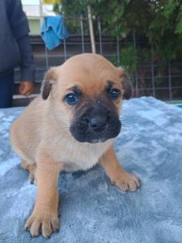 Rescue Pug and Australian Shepherd Dogs for Adoption in New Castle, Delaware - Jupiter | PetCurious