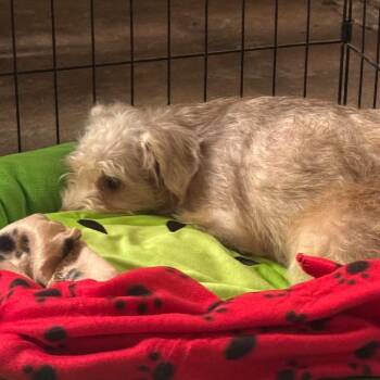 Blossom -  Terrier Dog for Adoption in Prospect, Kentucky - Blossom | PetCurious