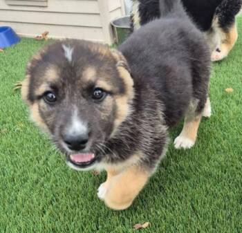 Great Pyrenees and German Shepherd Dog Dogs Available for Adoption - Betty