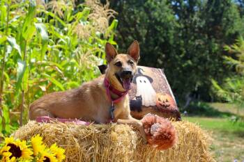 Carly (Marigold) -  German Shepherd Dog Dog for Adoption in Pleasant Hill, California - Carly (Marigold) | PetCurious
