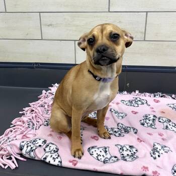 Pug Dogs Available for Adoption - Foxie | PetCurious