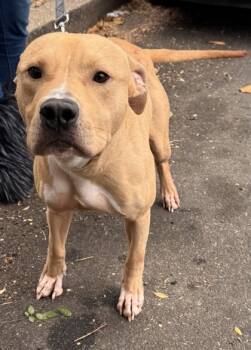 Rescue Mixed Breed Dogs for Adoption in West Chester, Pennsylvania - Cody | PetCurious