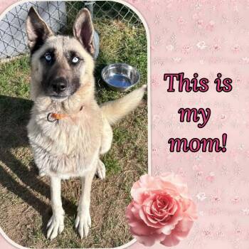 Mixed Breed Dogs Available for Adoption in Fredericksburg, Virginia - Birch | PetCurious