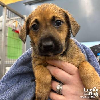 Retriever and Shepherd Dogs Available for Adoption in Washington, District Of Columbia - Longan | PetCurious