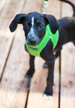 Reik -  Labrador Retriever and Hound Dog for Adoption in Skyline, Minnesota - Reik | PetCurious