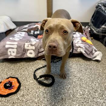Rescue Pit Bull Terrier Dogs for Adoption in East St. Louis, Illinois - Marshmallow | PetCurious