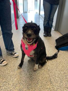 Trixie -  Border Collie Dog for Adoption in Prineville, Oregon - Trixie | PetCurious