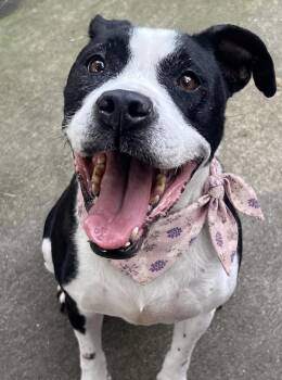Esther -  Pit Bull Terrier Dog for Adoption in Chicago, Illinois - Esther | PetCurious
