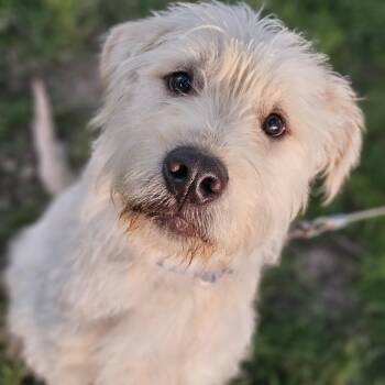 Scrappy -  Goldendoodle Dog for Adoption in Shiloh, Illinois - Scrappy | PetCurious