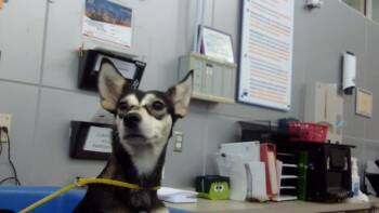 JULIA -  Mixed Breed Dog for Adoption in Dallas, Texas - JULIA | PetCurious