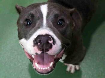 Pit Bull Terrier and Mixed Breed Dogs Available for Adoption - TUCKER | PetCurious