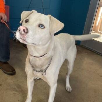 Labrador Retriever and Husky Dogs Available for Adoption - Mike Wazowski | PetCurious