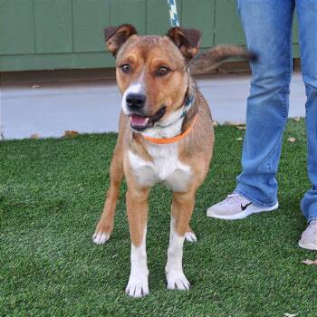 Ranger (Courtesy Listing) -  Mixed Breed Dog for Adoption in Prescott, Arizona - Ranger (Courtesy Listing) | PetCurious