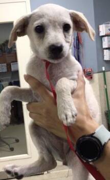 Terrier and Mixed Breed Dogs Available for Adoption - NUGGET | PetCurious