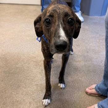 Greyhound and Terrier Dogs Available for Adoption in Bloomfield, Connecticut - Reeses | PetCurious