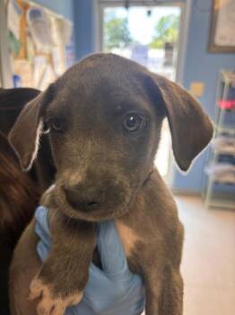 Lovey cream collar -  Mixed Breed Dog for Adoption in Morgantown, Kentucky - Lovey Cream Collar | PetCurious