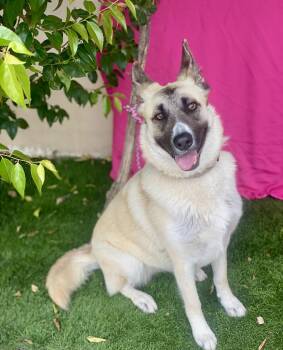 Rescue German Shepherd Dog Dogs for Adoption in Rowland Heights, California - SKYLER | PetCurious